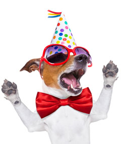 Hund mit Partyhut, Sonnenbrille und roter Fliege